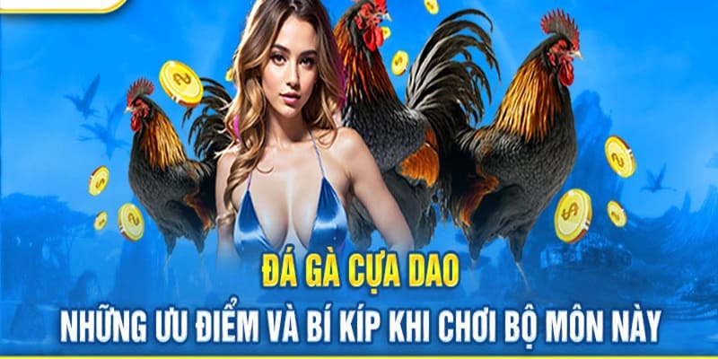 Đá gà cựa dao